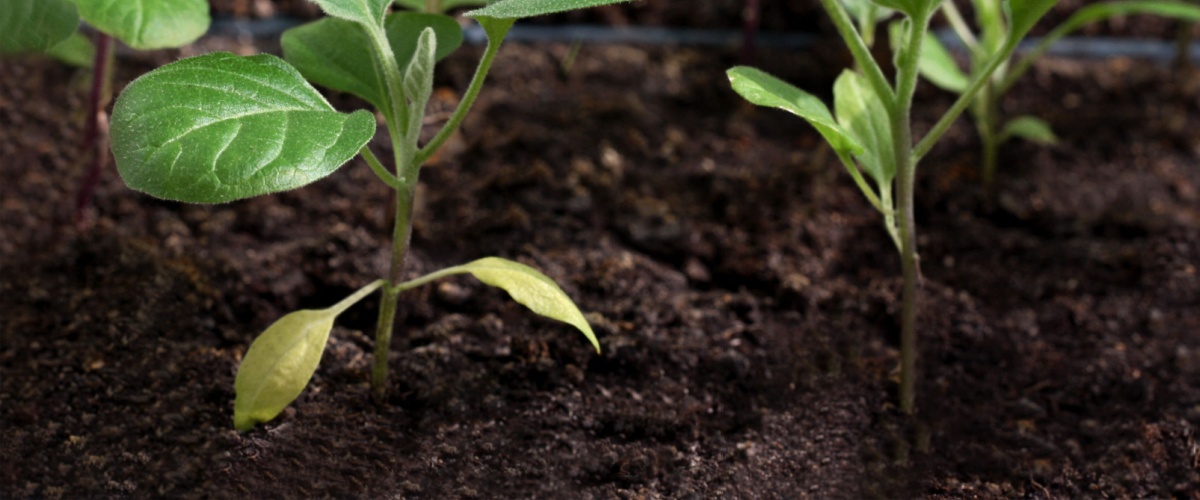 Soil Delivery Wheaton, IL
