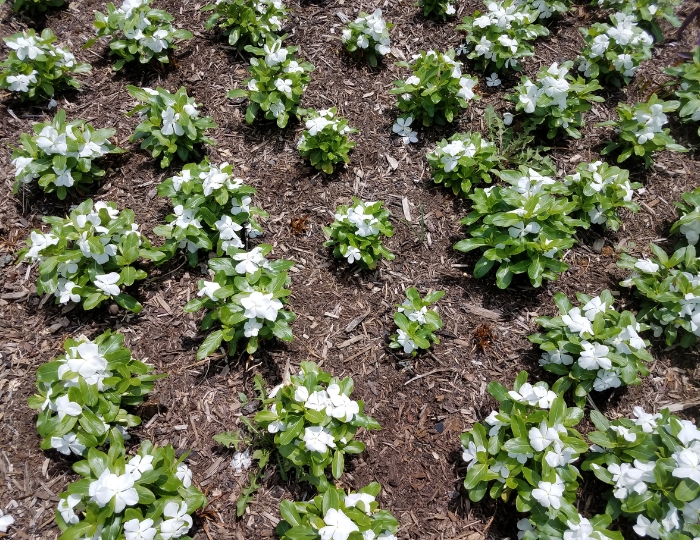 Top Mulch Mistakes to Avoid This Summer