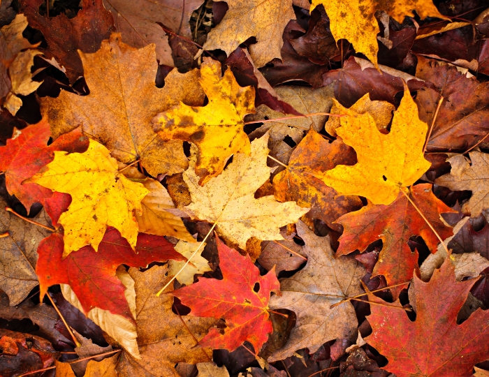 Why Fall is the Ideal Time to Mulch Your Garden