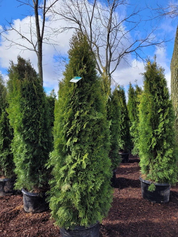 Emerald Green Arborvitaes The Grove Firewood and Mulch